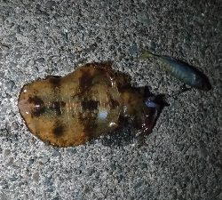 4/22釣果波止から石鯛45センチとアオリイカ