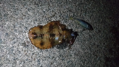 4/22釣果波止から石鯛45センチとアオリイカ