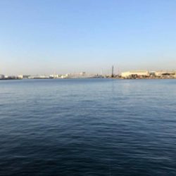 春が来ました！