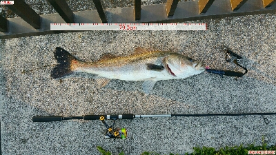 ランカー届かず