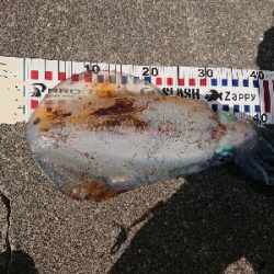 大潮は潮が動かないなぁ