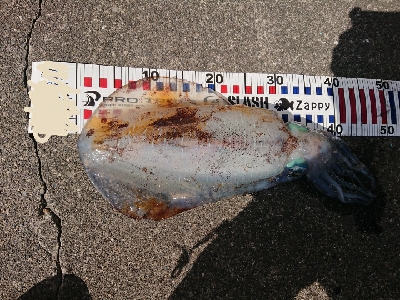 大潮は潮が動かないなぁ