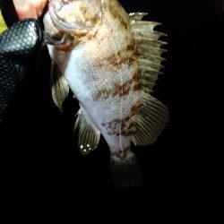 強風メバリング