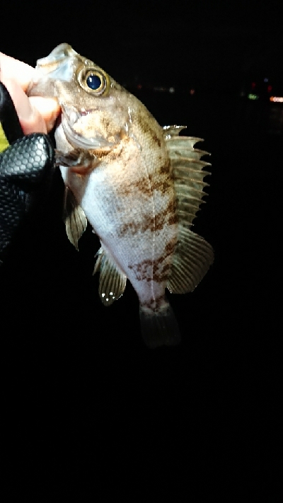 強風メバリング