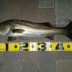 ボウズ逃れ　～さざなみ公園～