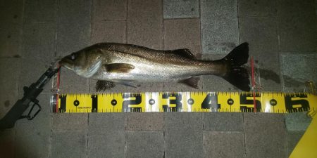 ボウズ逃れ　～さざなみ公園～