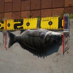 黒を求めて　～辰巳橋～