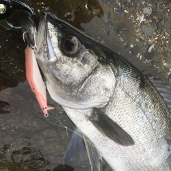 A.P.Pフィッシングガイドサービス　シャローミノーでRIDEON！