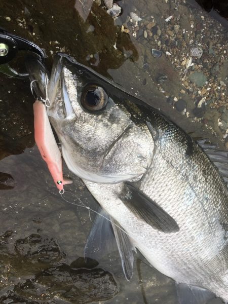 A.P.Pフィッシングガイドサービス　シャローミノーでRIDEON！