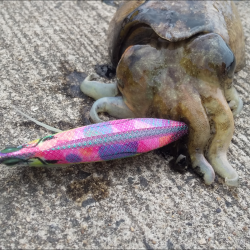 小潮コウイカ釣り