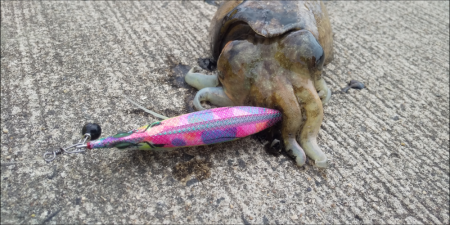 小潮コウイカ釣り