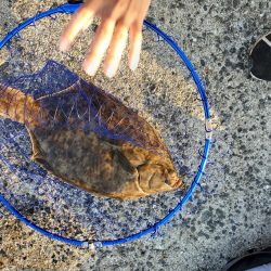 天秤仕掛けでちょい投げカレイ