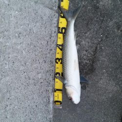 プチsalt water game?