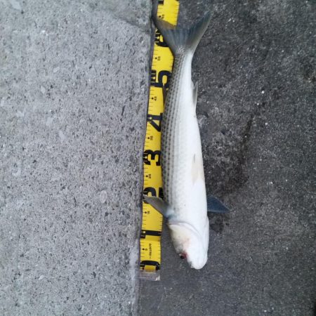 プチsalt water game?