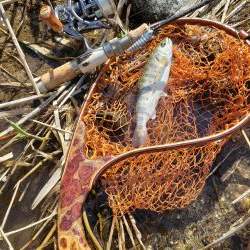 サクラ人多くて投げれず渓流へ