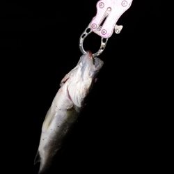 ベイトの正体は？