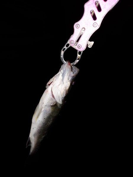 ベイトの正体は？