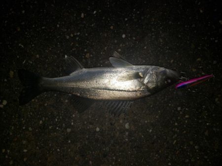 夜練釣行