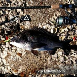 大サバ調査、不発！