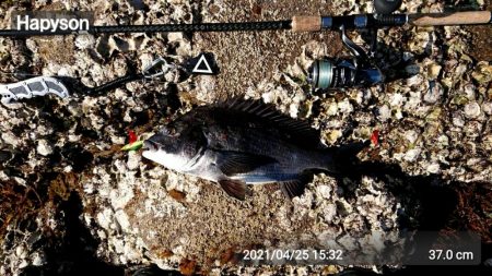 大サバ調査、不発！