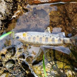 放流あったみたいです