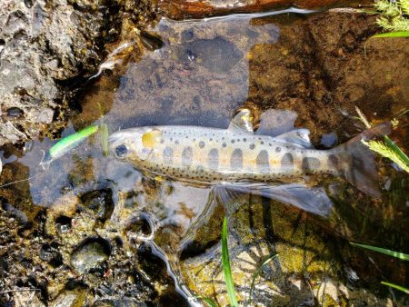 放流あったみたいです