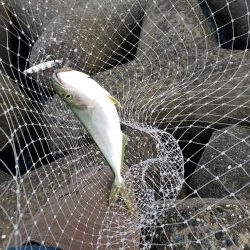 ハマチ釣れました~