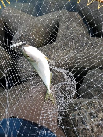 ハマチ釣れました~