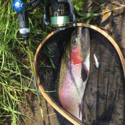 スレてる魚釣り