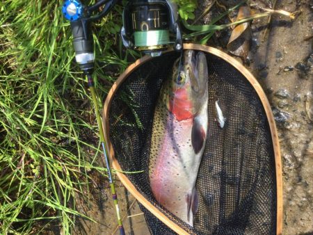 スレてる魚釣り