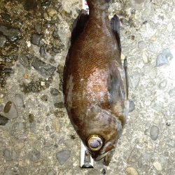 釣りデビュー　１２０日　ちょっとシーズンが近くなってきたかも