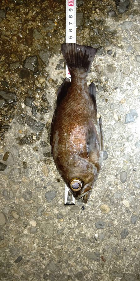 釣りデビュー　１２０日　ちょっとシーズンが近くなってきたかも