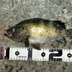 ハイシーズンの尺メバル