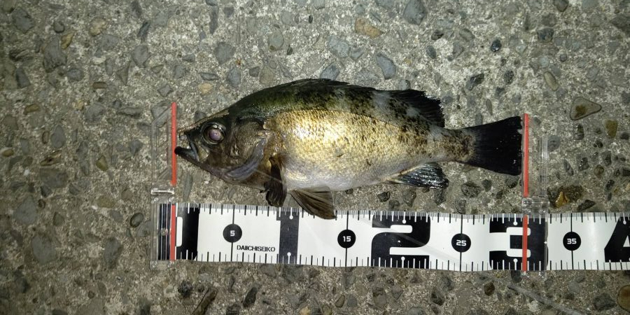 ハイシーズンの尺メバル