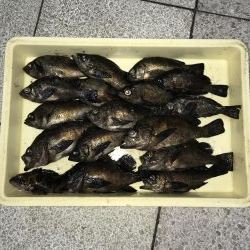 メバル釣り