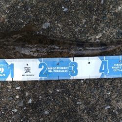 いいサイズのマゴチ！