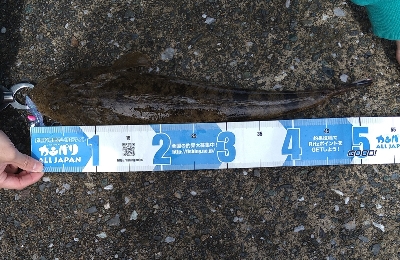 いいサイズのマゴチ！