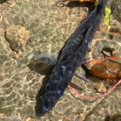 爆風サラシのヒラスズキ