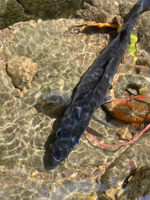 爆風サラシのヒラスズキ