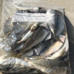 朝アジング好調中