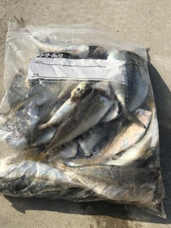 朝アジング好調中