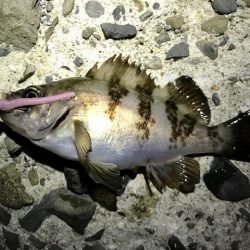 フロートリグで尺メバル探し