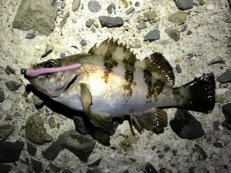 フロートリグで尺メバル探し