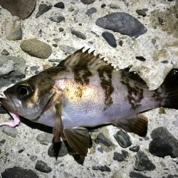 ジグ単メバリング