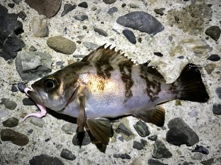 ジグ単メバリング