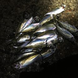 マアジ入れ食い