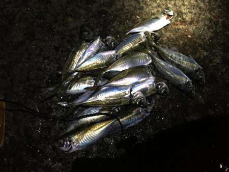 マアジ入れ食い