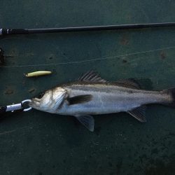 リベンジバチ抜け！