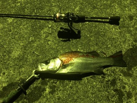 ヒラスズキとマゴチ