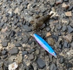 マイクロシーバス